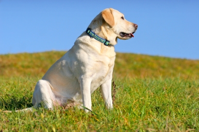 canine skin cancer