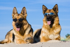 Canine Skin Cancer