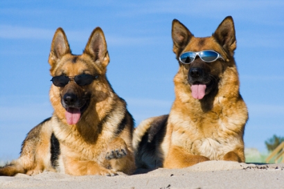 skin cancer in dogs