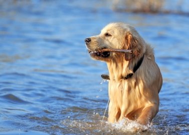 Dog Skin Cancer