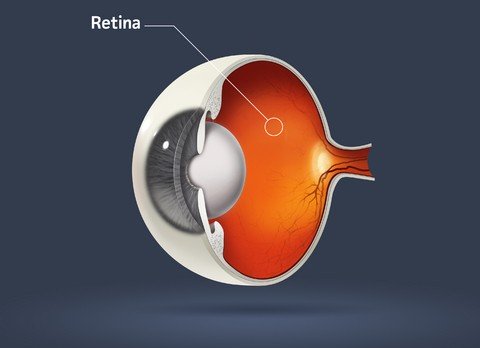 Macular Degeneration Retina and Macula